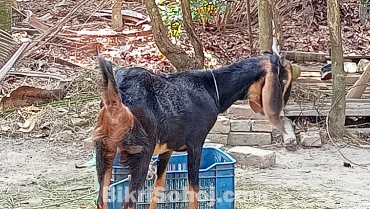 ছাগল হরিয়ানা ক্রস